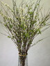 花翁干枝支水培植物花卉室内盆栽绿植 雪柳鲜枝70-80cm20支源头直发 实拍图