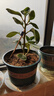 花盆绿植盆栽加厚塑料简约多肉小盆阳台客厅月季玫瑰大号家用花盆 矮款2加仑(口径19cm)2个盆 不带托盘 实拍图