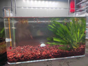 宠街坊鱼缸桌面小型金鱼缸PET鱼缸一体缸透明生态乌龟缸客厅家用送礼 实拍图