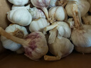 京鲜生河南杞县大蒜带皮新鲜干蒜净重2斤 单果4.5-5cm 源头直发包邮 实拍图