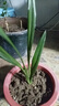 特级浓香型企黑兰花国兰客厅四季好养盆栽绿植物国花高端送礼物 高度40cm冠幅15cm特级精品兰花 1苗裸根发货 实拍图