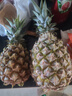 十里馋海南金钻凤梨当季水果手撕菠萝香水新鲜小菠萝整箱批发 2枚装超值果 净重2.5-3斤 实拍图