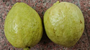 京觅福建红心芭乐 番石榴 应季 低糖孕妇水果 单果150g 净重3斤装 实拍图