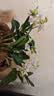 劉閣蘭花紫云石斛兰花盆栽室内桌面花卉 2盆10苗当年开花配懒人盆源头直发 实拍图