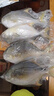 北海湾 金鲳鱼 新鲜海捕大鲳鱼海鲜平鱼冷冻扁鱼冰鲜大鲳鱼海鱼银鱼鱼类 【净重500-600克/条】 共4条 实拍图