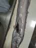 鱼小裕特大带鱼新鲜冷冻整箱10斤礼盒装正宗整条野生刀鱼鲜活海鱼生鲜 特大带鱼整箱【净重5斤】10条左右 实拍图
