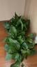 双盟绿萝盆栽除甲醛花卉绿植办公室新房净化空气180加仑2盆装源头直发 实拍图