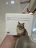 【京东快递】猫咪玩具自嗨解闷智能逗猫球自动逗猫遛猫遛狗突突球 奢华版【带绳款宠物球】 实拍图