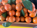 京地达广东砂糖橘新鲜水果净重5斤中小果35-45mm源头直发包邮 实拍图