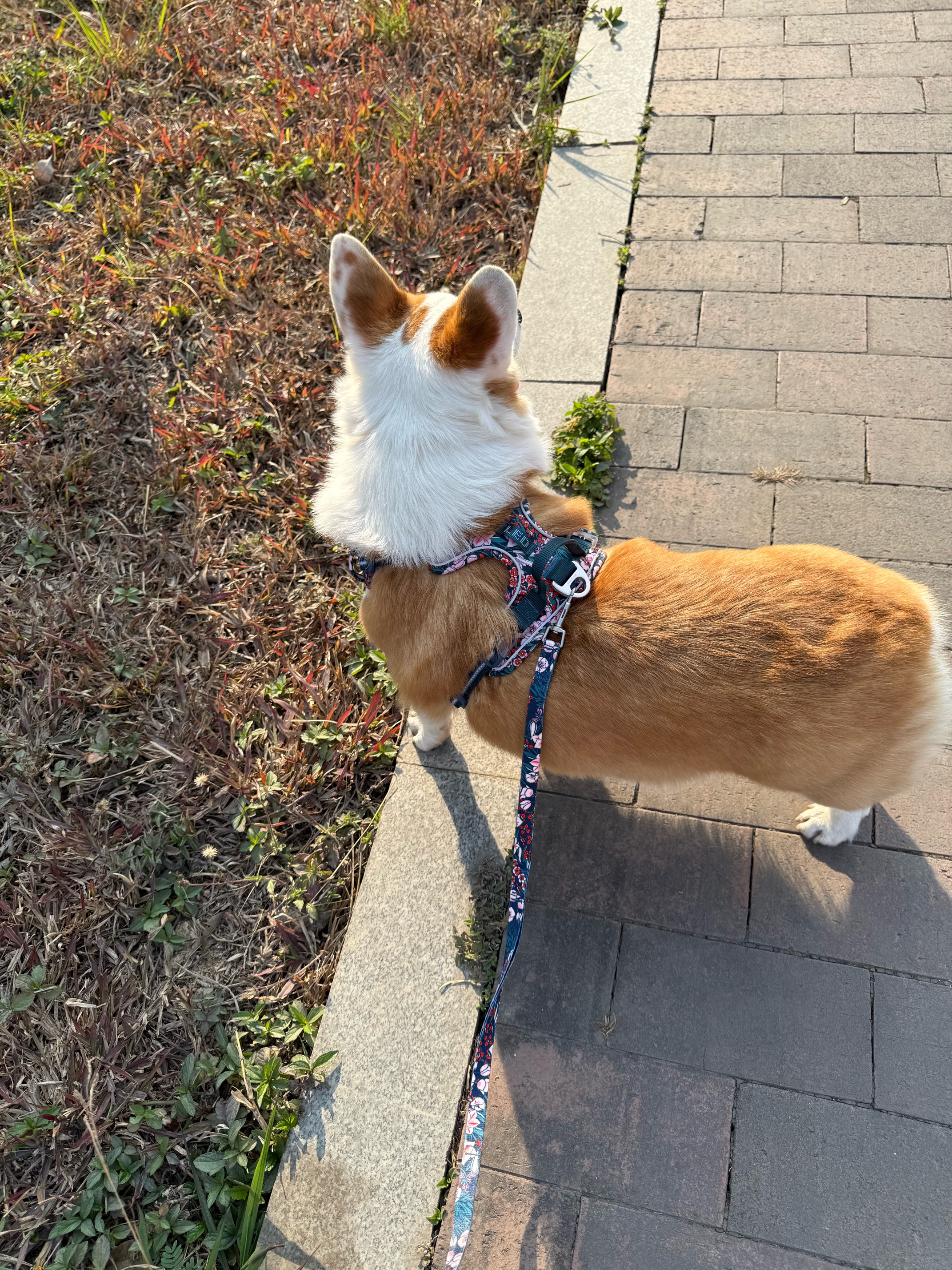 TRUELOVE狗狗牵引绳背心式遛狗链子小型犬胸背带泰迪金毛宠物用品法斗柯基 碎花青（不含牵引绳） M胸围56-69cm建议7-18kg 实拍图