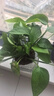特价绿萝盆栽室内客厅办公室吸甲醛净化空气水培植物绿植花卉好养 【1盆】绿萝+早安吸水盆 整体含盆高度20-25cm 实拍图