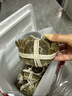 【活蟹】漁家师傅大闸蟹公4.5-4.8两母3.5-3.8两4对8只 鲜活螃蟹生鲜年货礼盒 源头直发 实拍图