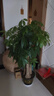 发财树大型绿植室内客厅花卉大盆栽落地办公室摆件阳台放轻松植物 【独杆】0.9-1m 原盆 实拍图