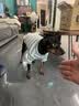 新款马卡龙热水瓶车载暖壶小型保温瓶客厅家用宿舍带盖暖水瓶茶瓶 紫色 1L 实拍图