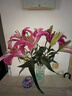 悦多彩AB级优质香水百合 家庭办公室各色生活鲜花 昆明基地 现采直发 随机单色百合10朵（双头5枝） 实拍图