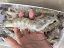 东上御品虾 青岛大虾基围虾鲜活青虾白虾海虾对虾冰虾冻虾生鲜 虾类 海鲜 3斤(净重)  气冻大虾【活虾速冻】 17-21cm【特大虾皇】 实拍图