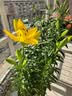 花翁香水百合种球重瓣盆栽进口球根好养花园庭院花卉绿植物源头直发 实拍图