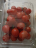 番茄约500g 实拍图