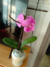年宵花春节蝴蝶兰盆栽花苗桌面装饰花卉植物四季好养绿植过年货 粉色系蝴蝶兰配雪糕陶瓷盆 实拍图