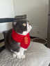 祈晴猫咪围脖猫咪围巾小猫围脖宠物围巾新年饰品狗狗过年圣诞小狗围兜 锦鲤款【招财】 可调节（5-20斤） 实拍图
