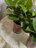 双盟 绿萝盆栽除甲醛花卉绿植办公室新房净化空气110款10盆装源头直发 实拍图