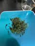平利绞股蓝【特4A】七叶绞股蓝龙须茶200g药食同源送长辈滋补健康养生代用茶 实拍图