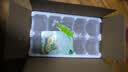 京地达蒲江黄心猕猴桃 20枚珍稀特大果单果110g+奇异果香甜新鲜水果包邮 实拍图