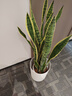 叹为观止大型盆栽金钱榕百合竹金钱树发财树清香木办公室内落地款中型植物 虎皮兰【1.1-1.3米】 不含盆 实拍图