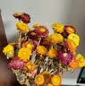 爱满干花 真花 云南麦杆菊花小雏菊天然风干花束摆设插花网红装饰摆件 麦秆菊彩色一束（60朵） 干树枝 实拍图
