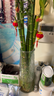 【带根富贵竹转运竹龙竹】招财水培植物客厅弯竹开运竹子盆栽花卉 50-55cm开运竹--6支送2灯笼 实拍图
