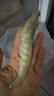 东上御品虾 青岛大虾基围虾鲜活青虾白虾海虾对虾冰虾冻虾生鲜 虾类 海鲜 3斤(净重)  气冻大虾【活虾速冻】 15-18cm【单只超大虾】 实拍图