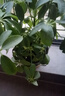 【八方来财】发财树鸭脚木盆栽四季常青桌面防辐射花卉盆景 八方来财20厘米4颗【原盆】 送肥料 实拍图
