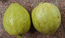 京觅福建奶油芭乐 番石榴 单果150g起 净重4.5斤装 源头直发包邮 实拍图
