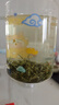 宜茶宜昌毛尖特二级2025年新茶湖北高山云雾绿茶自己喝品鉴装4g*2袋装 实拍图
