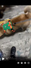 BeauGo狗狗胸背带狗衣服小型犬牵引绳大型犬狗绳狗背带狗狗牵引绳 半岛绿 M码    胸围54-65cm体重9-15KG 晒单实拍图