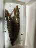 禧美海产 巨无霸黑虎虾无冰净重450g/盒 2只装 巨型海捕 宴请送礼 年货 实拍图
