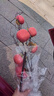 九月生仿真柿子年宵花树枝摆件新年过年装饰假花石榴红果客厅摆设 实拍图