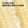 京东京造云南白拇指玉米1.76斤（16-20根）非转基因儿童宝妈早餐低脂新玉 实拍图