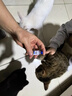 ringpu瑞普生物 瑞喵舒猫咪猫三联疫苗1针+进口狂犬锐必威1针 实拍图