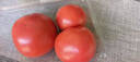 番茄约500g 实拍图
