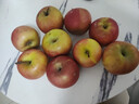 正宗山东红富士苹果丑苹果新鲜水果当季脆甜冰糖心苹果嘎啦果 带箱2斤55mm+ 实拍图