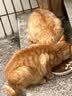 七彩缦冻干猫粮5斤2.5kg宠物幼猫成猫全阶段流浪20猫咪主粮深海鱼 果蔬双拼鱼味猫粮5斤 实拍图