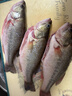 鲜活冲浪河鲈鱼400-500g/条 实拍图