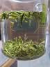 公和厚庐山一级云雾茶 2026新茶绿茶明前春茶散茶口粮茶罐装礼盒125g 实拍图