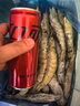 鲜京采 开背去虾线海白虾3斤装 大号45-60只 实拍图