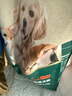 耐威克狗粮 小型犬中大型犬狗粮2.5kg 牛肉味 全价全犬种通用天然粮 实拍图