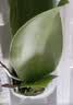 年宵花春节蝴蝶兰盆栽绿植花卉年货装饰过年四季开花大苗好养易活 光芒---【包开花】送营养液2包 带1支花剑 实拍图