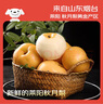 京鲜生山东烟台莱阳秋月梨净重8斤 单果300g+ 生鲜水果 源头直发包邮 实拍图