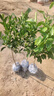 颜怒正宗嫁接砂糖橘子树苗无籽蜜橘树苗盆栽地栽果树苗南方北方种植 正宗砂糖橘子 四年当年结果 实拍图