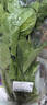 大菠菜300g 实拍图